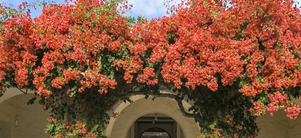 Honolulu Museum of Art